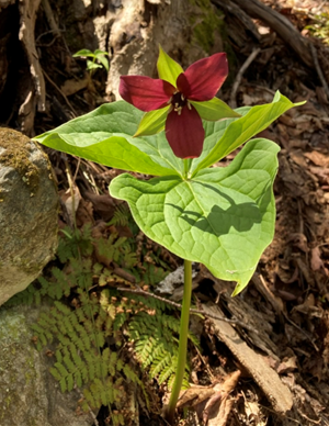 Red Trillium